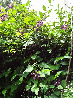 DSC01380.jpg