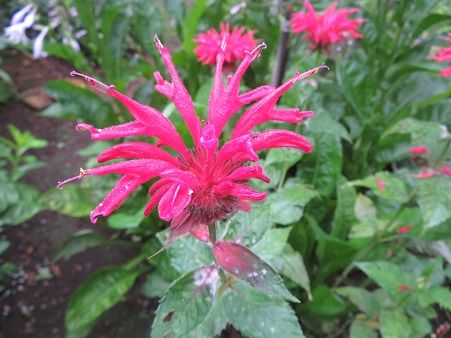 ベルガモット モナルダ とヒューケラの周辺 ごちそうさまの会 静かな時が流れる 風の庭 楽天ブログ