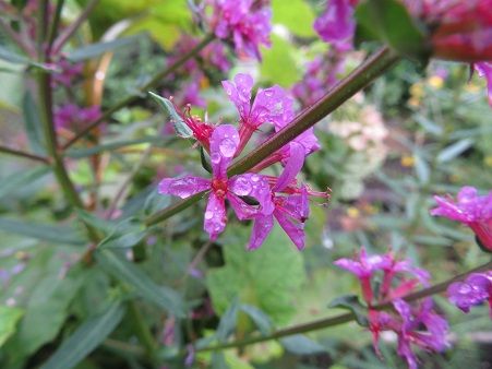 クフェアとペンステモンとコレオプシス ミソハギ 道具は大事 静かな時が流れる 風の庭 楽天ブログ