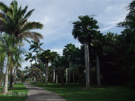 Fairchild Botanic Garden 20151227-2