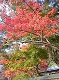紅葉1.aspx.jpg