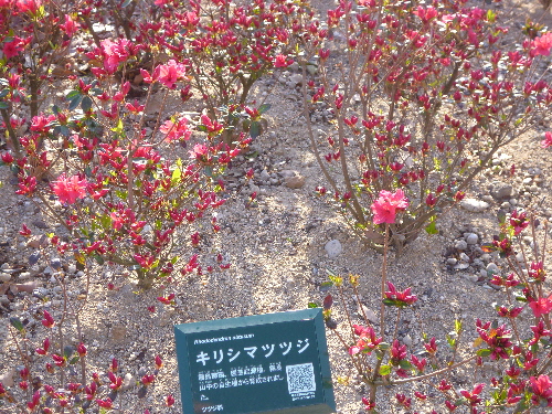 P1100117(1).JPG