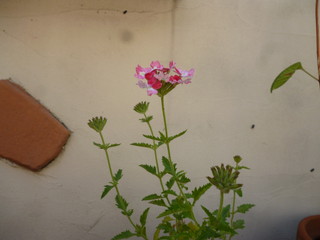 P1180931.jpg