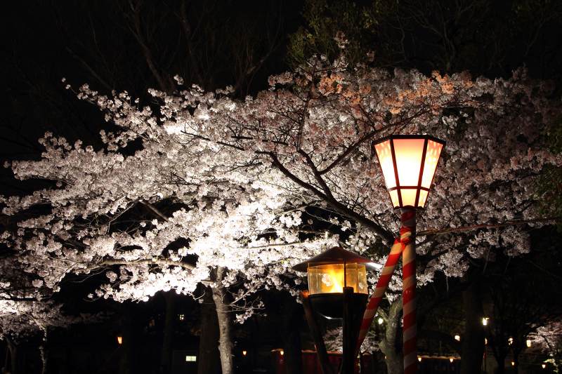大阪城西の丸庭園夜桜_9-1.jpg