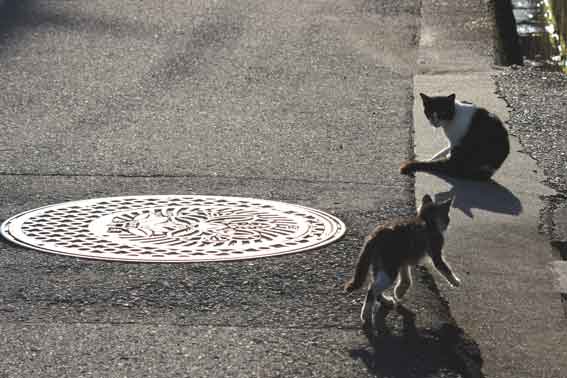 我が家のニャンコ♪2013/10/17-2