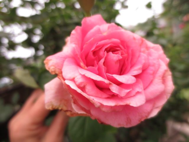 27ページ目の カテゴリ未分類 ばぁばの薔薇の花園 楽天ブログ