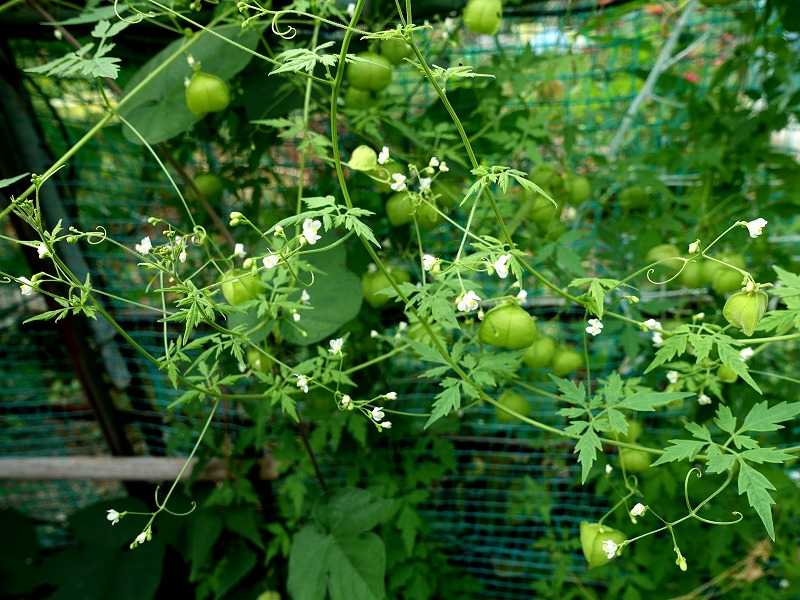 ８月９日 今日の一花 その２ フウセンカズラ 風船葛 Gazengamaのブログ 散歩中に出合った花と趣味の陶芸作品 楽天ブログ