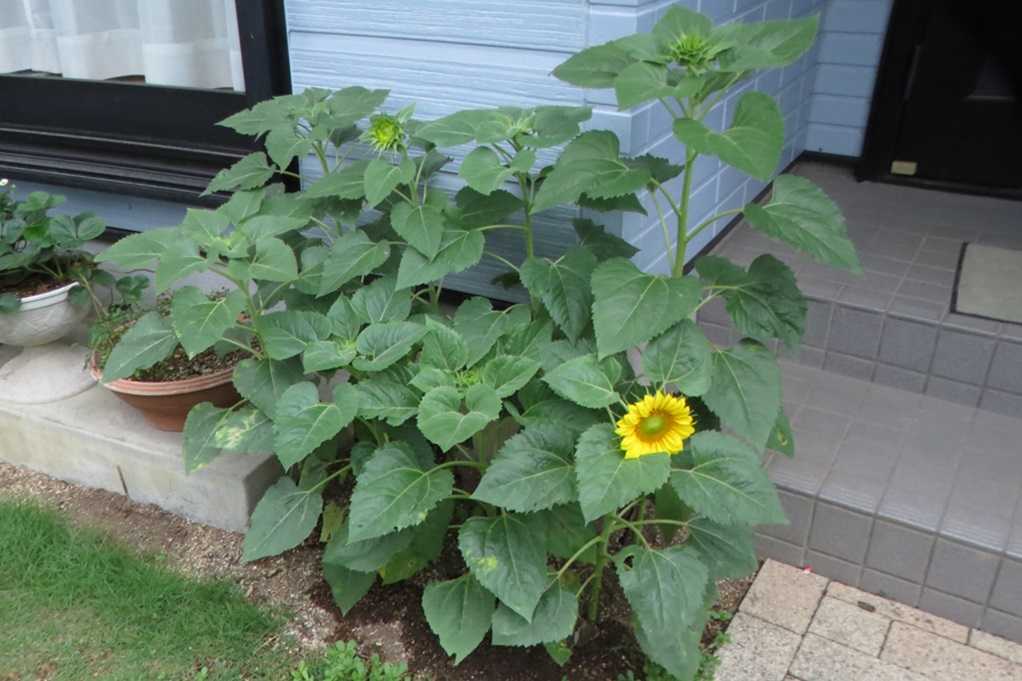 515