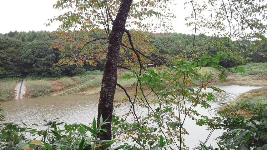 紅葉.JPG