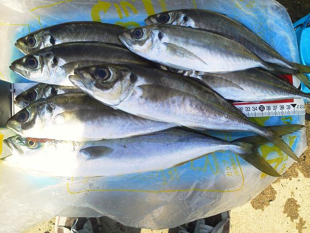 大アジ