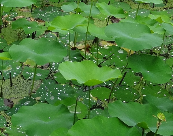 DSC02390.jpg蓮.jpg露.jpg