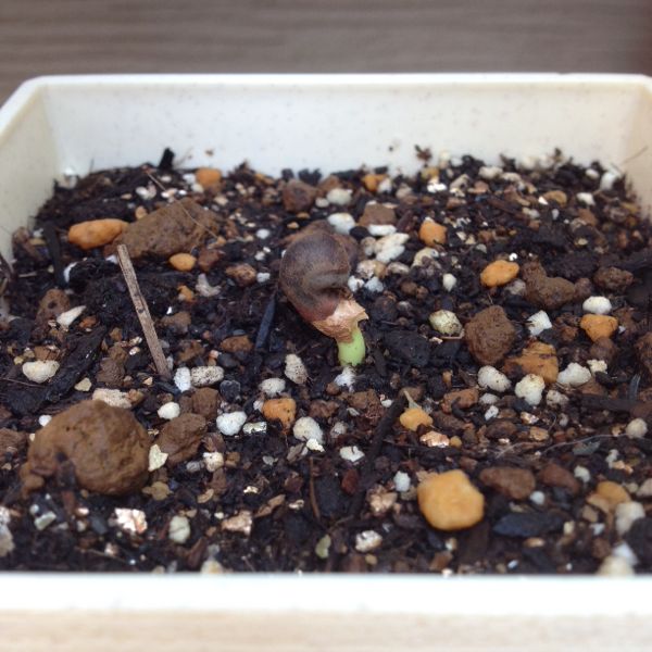 バオバブの実生 日々徒然に 楽天ブログ