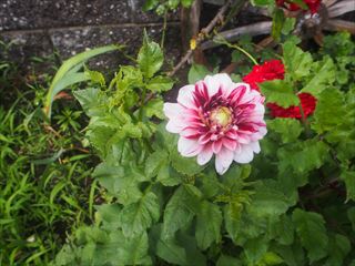 P6230568_R.JPG