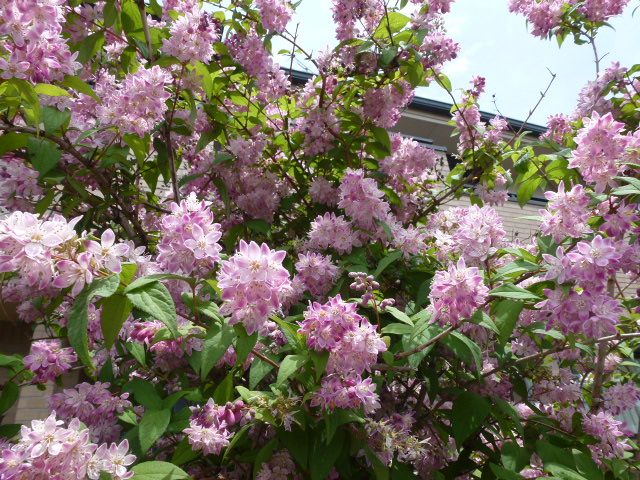 桜ウツギ 更紗空木 白花八重空木 紫陽花 数種類 写真あり 私の好きな花 楽天ブログ