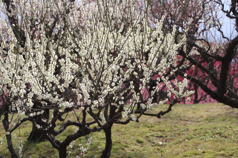 緑ヶ丘公園梅林_002.jpg