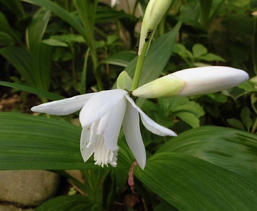 シランの花 あれっ シロラン 二代目館長日記 楽天ブログ