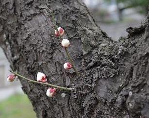 2013ume5.JPG