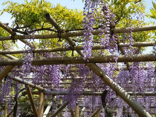 亀戸天神社の藤