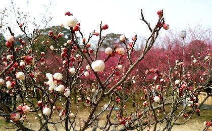 ようやく春のおとずれ 大高緑地の梅花まつり 暖かくて静かな暮らし ももブログ 楽天ブログ