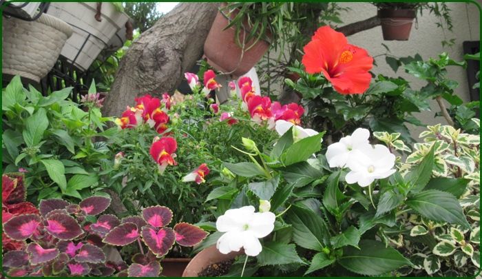 美しいペチュニアとコリウス花壇のコラボ 千日紅の挿し木 狭い庭を花いっぱいにする育て方 楽天ブログ