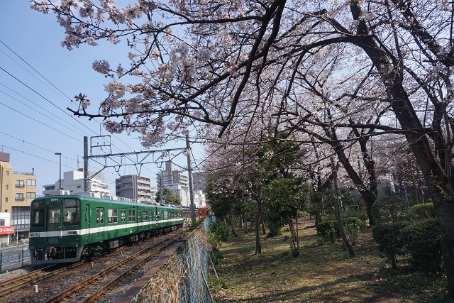 東武亀戸線 桜咲く リバイバルカラ－同士の 並び6