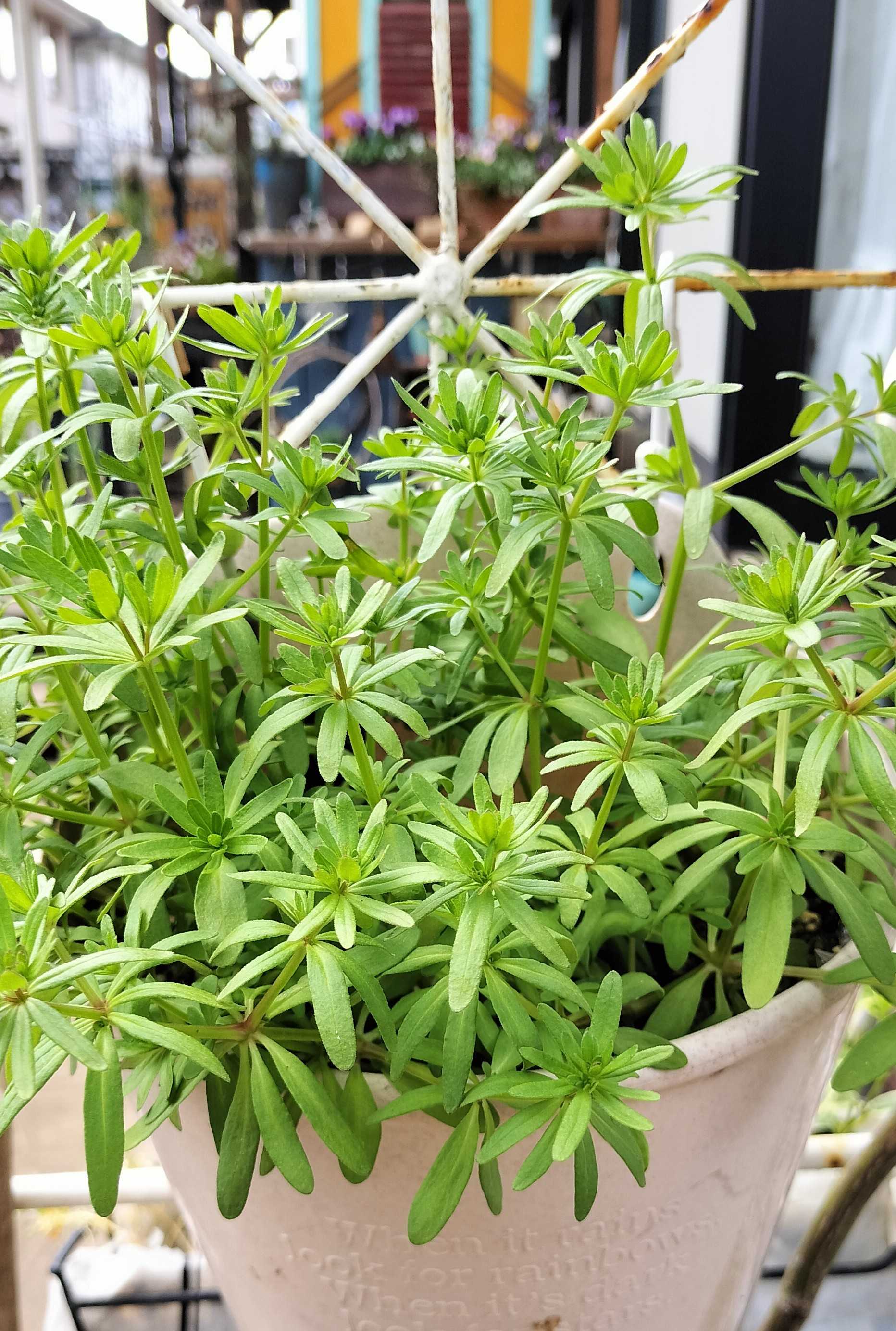 開花苗　2株 小さな苗から開花までを楽しむ | たねをまく日々 - 楽天ブログ