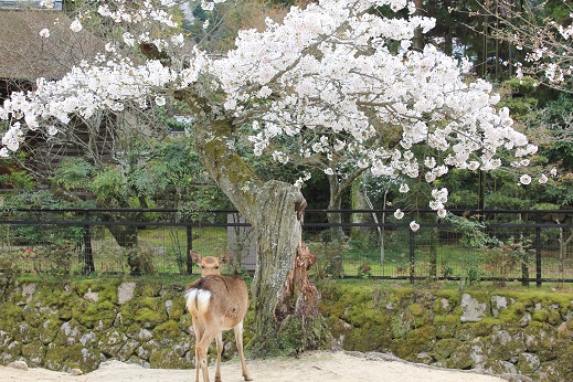 鹿には桜.jpg