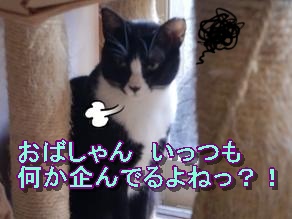 はちため息１.JPG