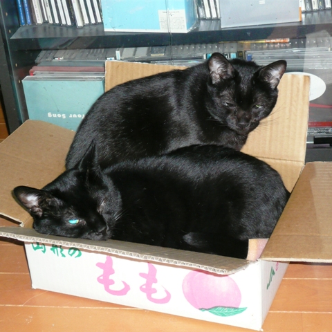 20121231ﾛｶ_ﾀｸ.jpg