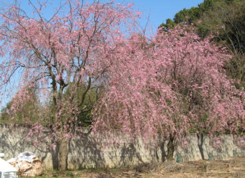 清龍院に咲く花