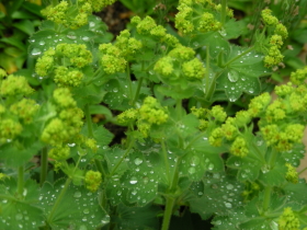 06-12hana280 (2).JPG