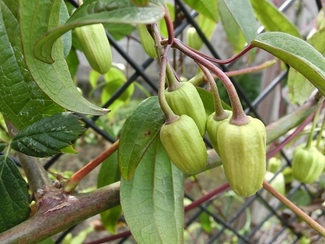 冬咲きクレマチス