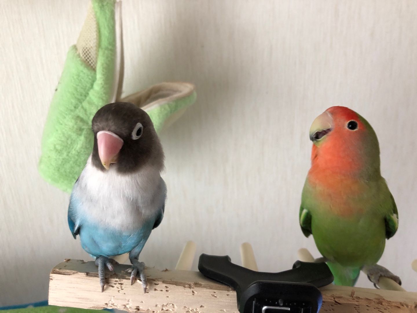 コザクラインコとボタンインコ Hayaのブログ 楽天ブログ