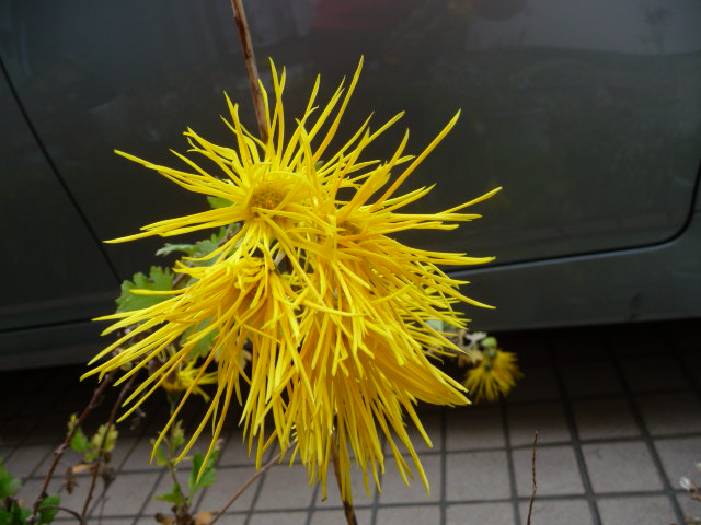 646 菊