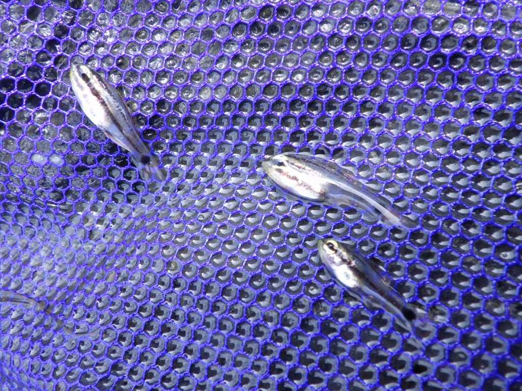 串本磯採集2023年7月下旬49　オオスジイシモチ（Ostorhinchus doederleini）の幼魚