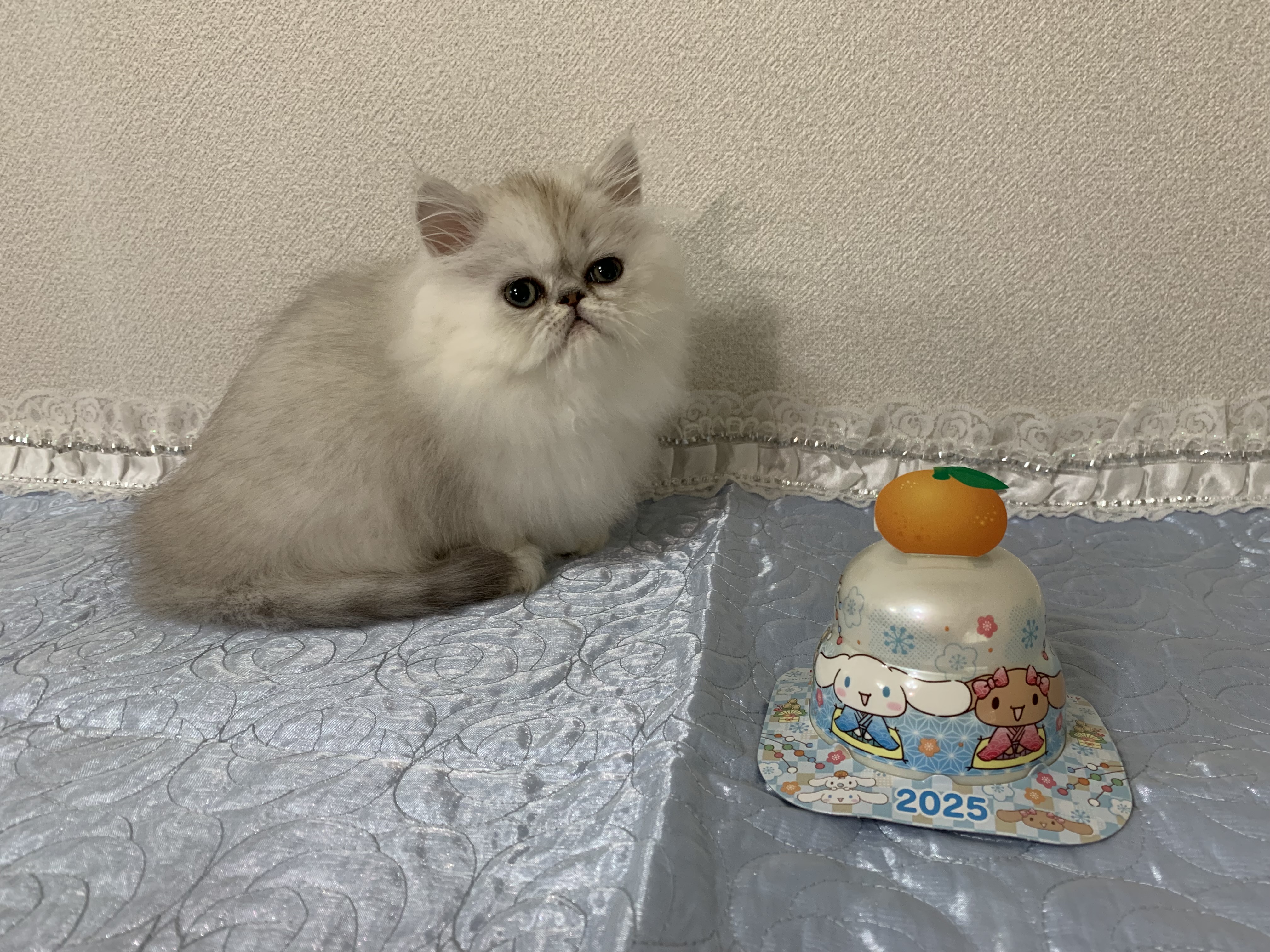 ペルシャ様　3点　おまとめ オーナー様募集中、子猫・ペルシャ猫チンチラシェーデッドシルバー