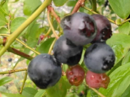 rblog-20180902164000-03.jpg