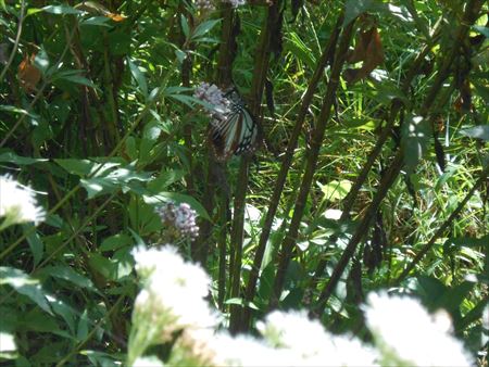 昆虫公園　アサギマダラ