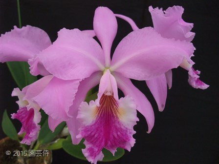 C. labiata 20151018-2