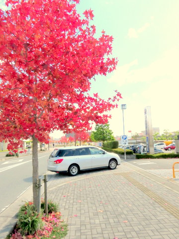 紅葉・市役所方面を臨む