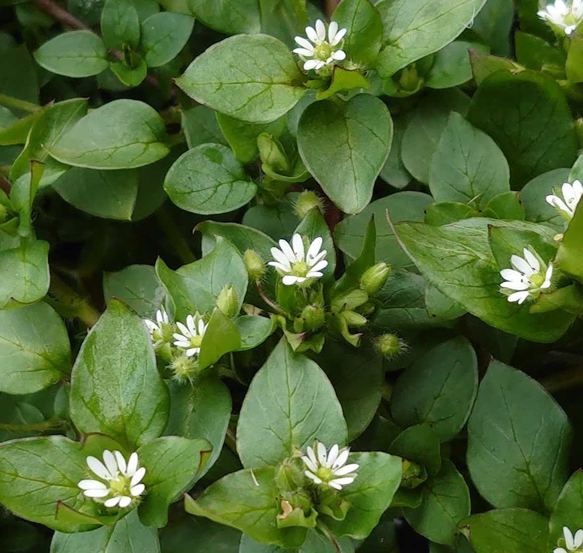 春の訪れ・野の花「ホトケノザ」「ハコベ」「オオイヌノフグリ」 | 歩人のたわごと - 楽天ブログ