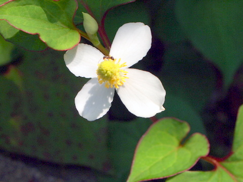 ドクダミの花