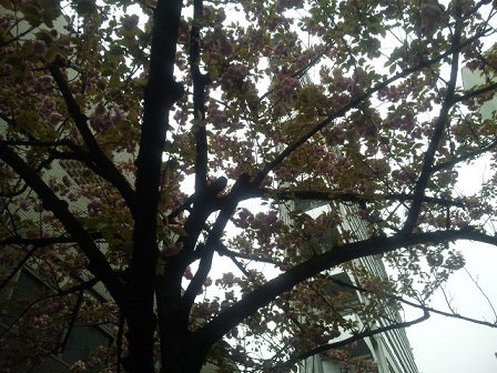 八重桜その5