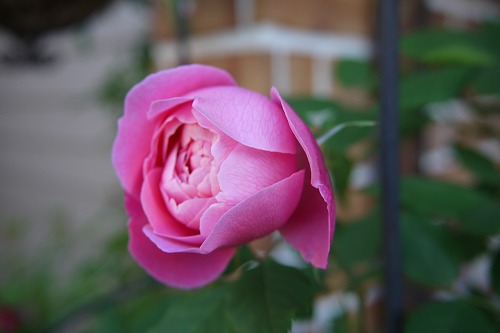 P1010337.jpg