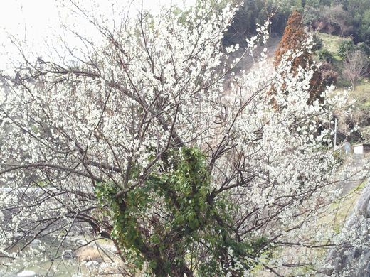 20130302_144615　七山滝川の白梅