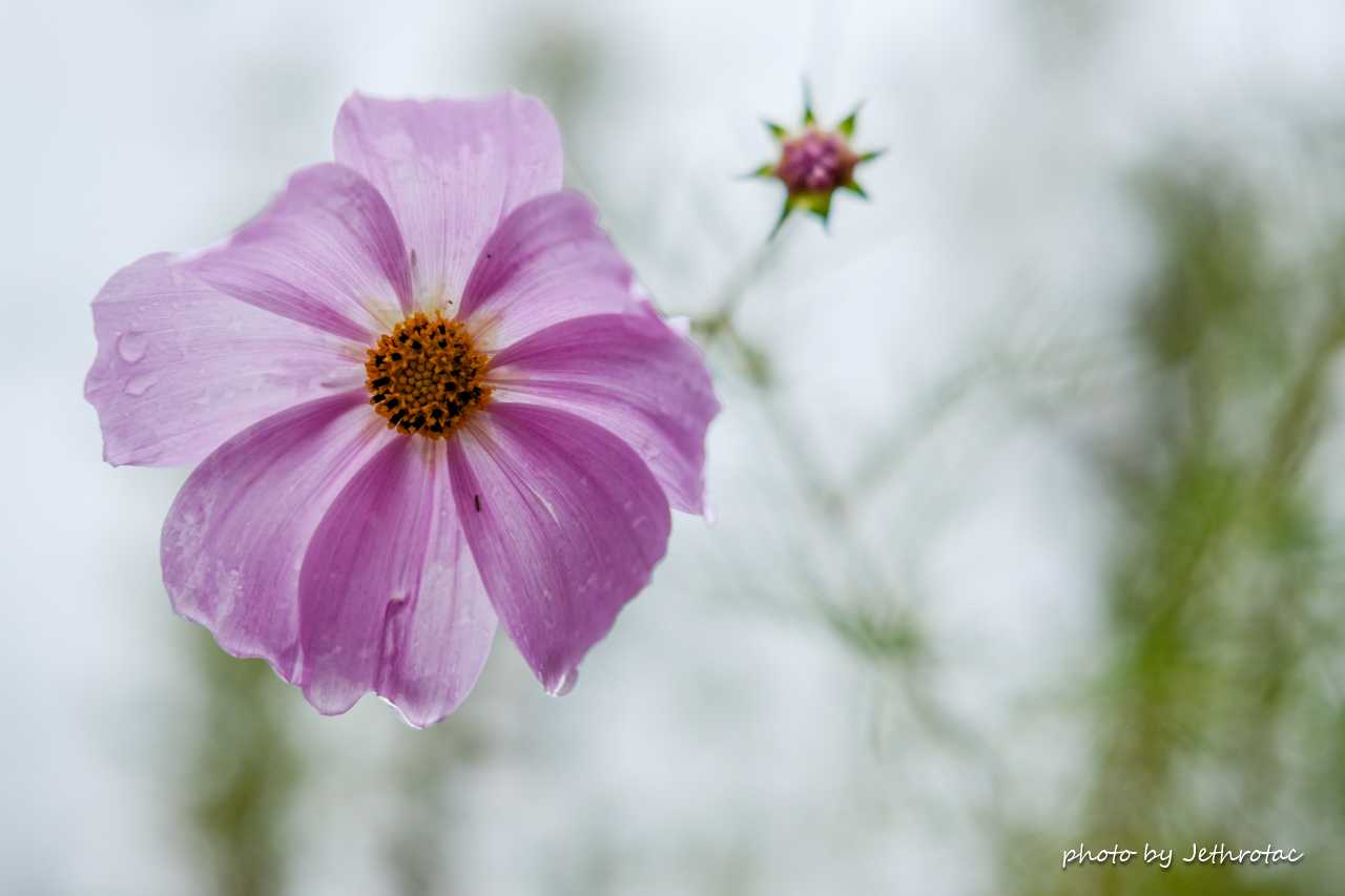 Xf 35mm F2r Wr With My Cobby 楽天ブログ