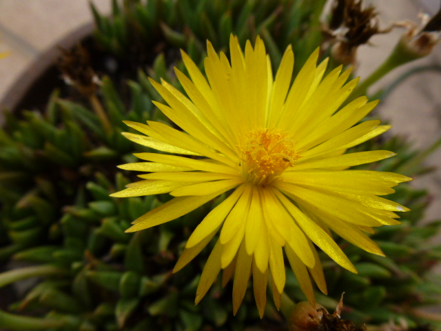 517 三時草