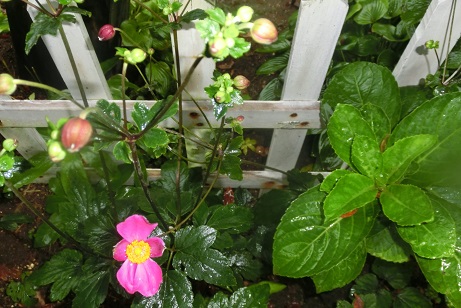 シュウメイギク赤