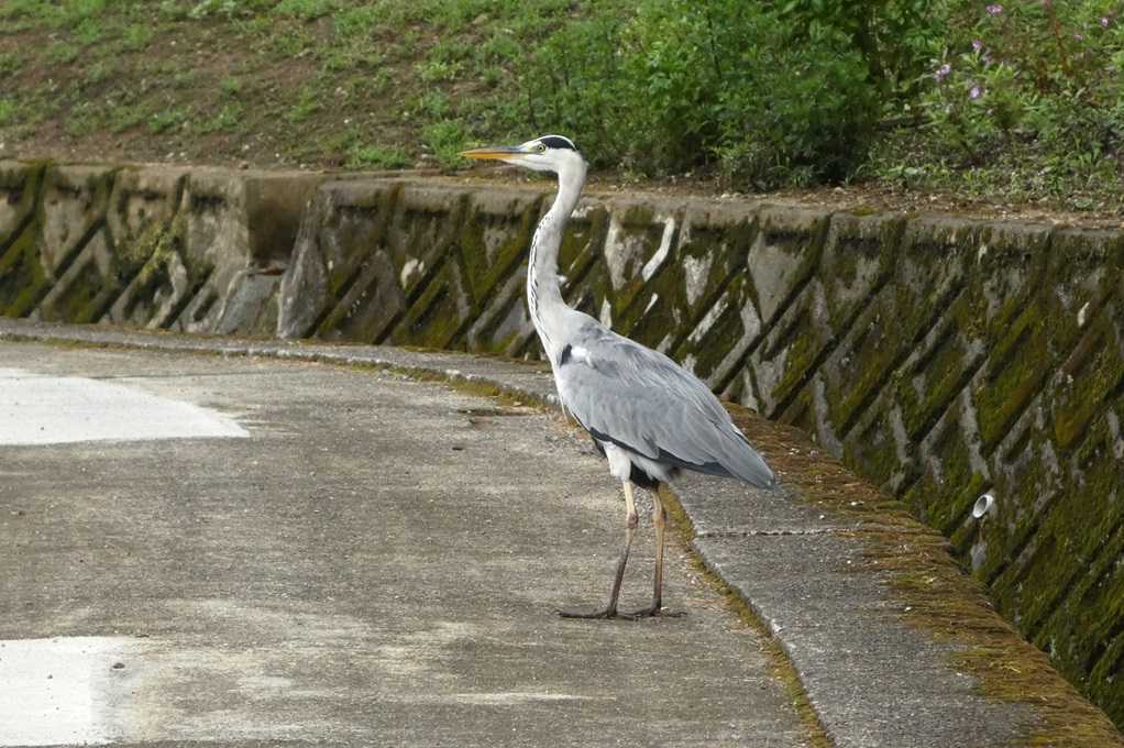 515