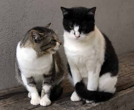 我が家のニャンコ♪2013/10/21-2